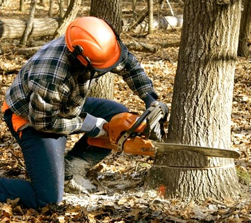 Tree Removal in Charlotte Court House, VA
